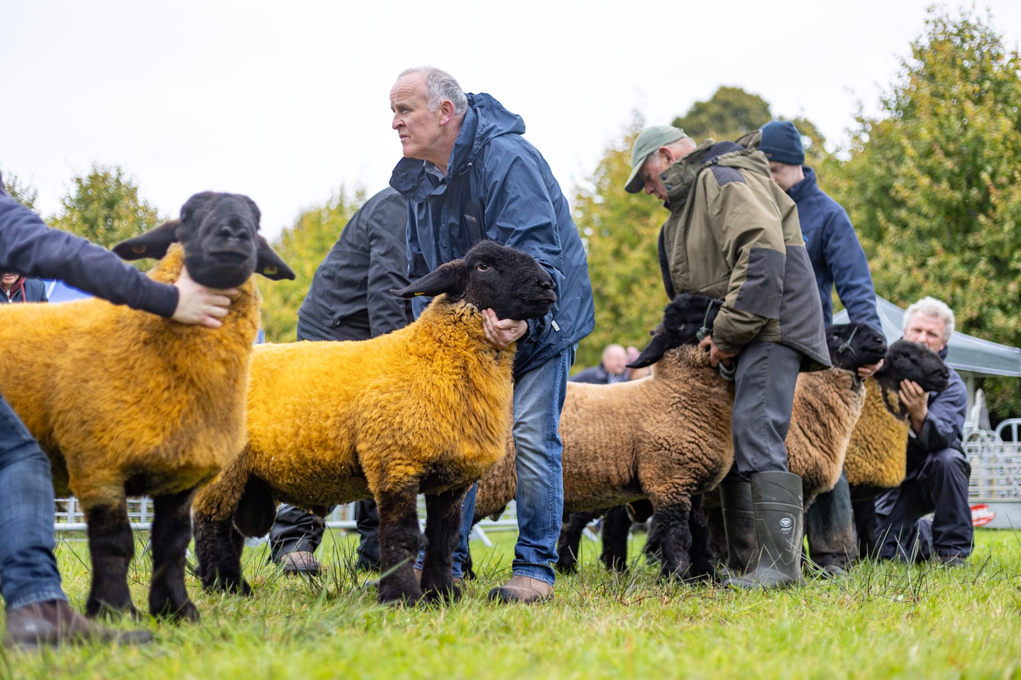 Strokestown Show gallery photo 18